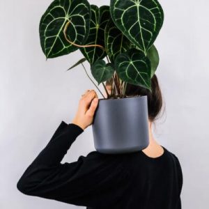 Plants Store Gallery Img 1 300x300 1